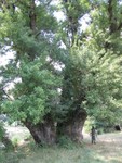 IMG 4568