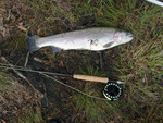 Fiske-012