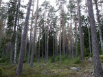 Fiske-015