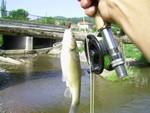 PIC 0017