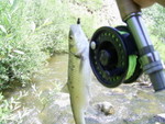 PIC 0036