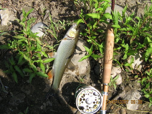 IMG 3530
