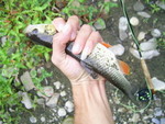 PIC 0085
