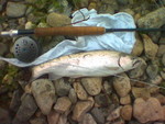 Image(11)