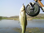 PIC 0033