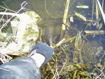 PIC 0011